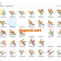 2025龙之国怪物(整理出来了)
